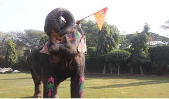 हथनी जया ने राम ध्वज लहराया