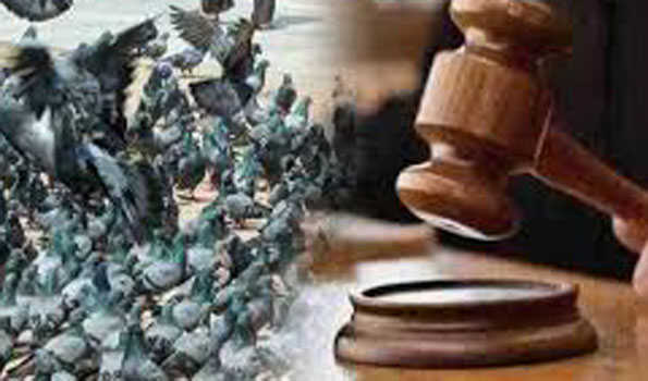 कबूतरखाना बंद किए जाने के मुद्दे पर क्षेत्र में तनाव