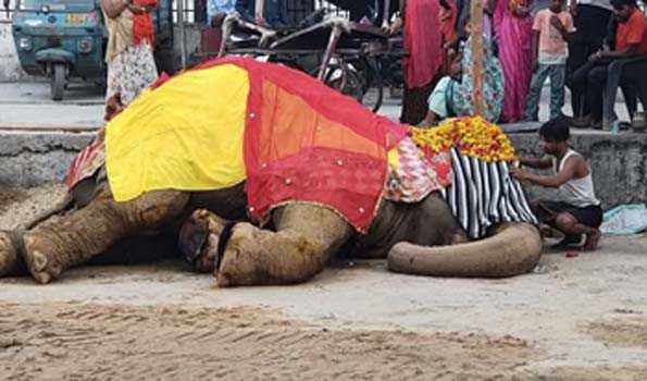 क्रोनिक फुट रोट बीमारी से जूझ रही हथिनी रामू की मौत