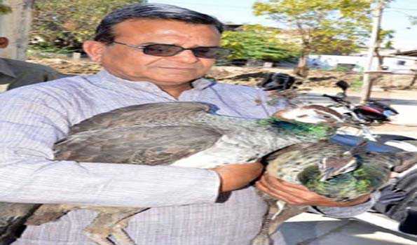 तेलंगाना के कांचा गाजीबोवली जंगल काटने की गतिविधि को रोकने की मांग